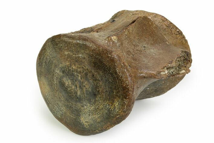 Fossil Whale Lumbar Vertebra - South Carolina #351105